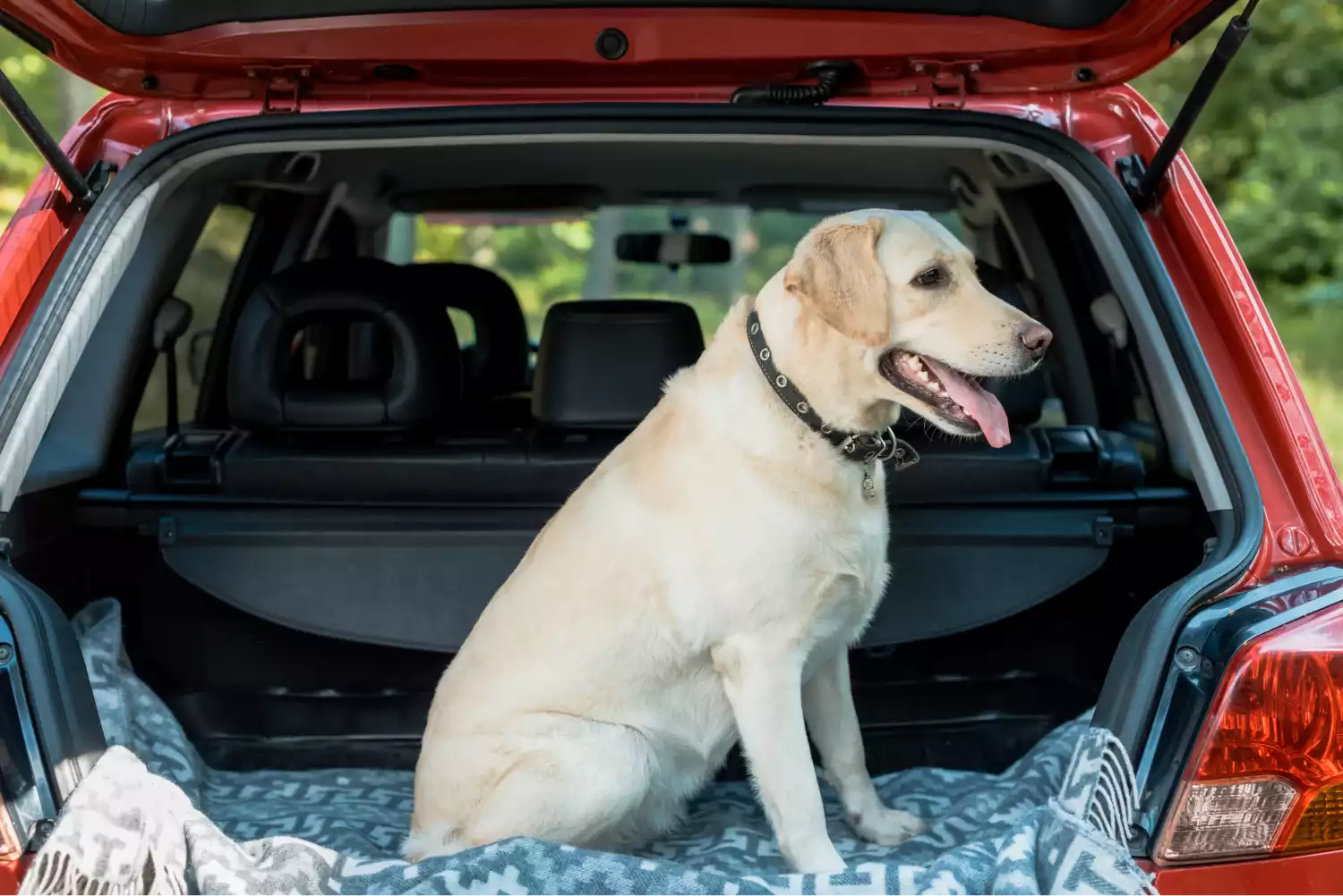 Chevrolet Colorado Dog Safety Belt for Labrador Retrievers