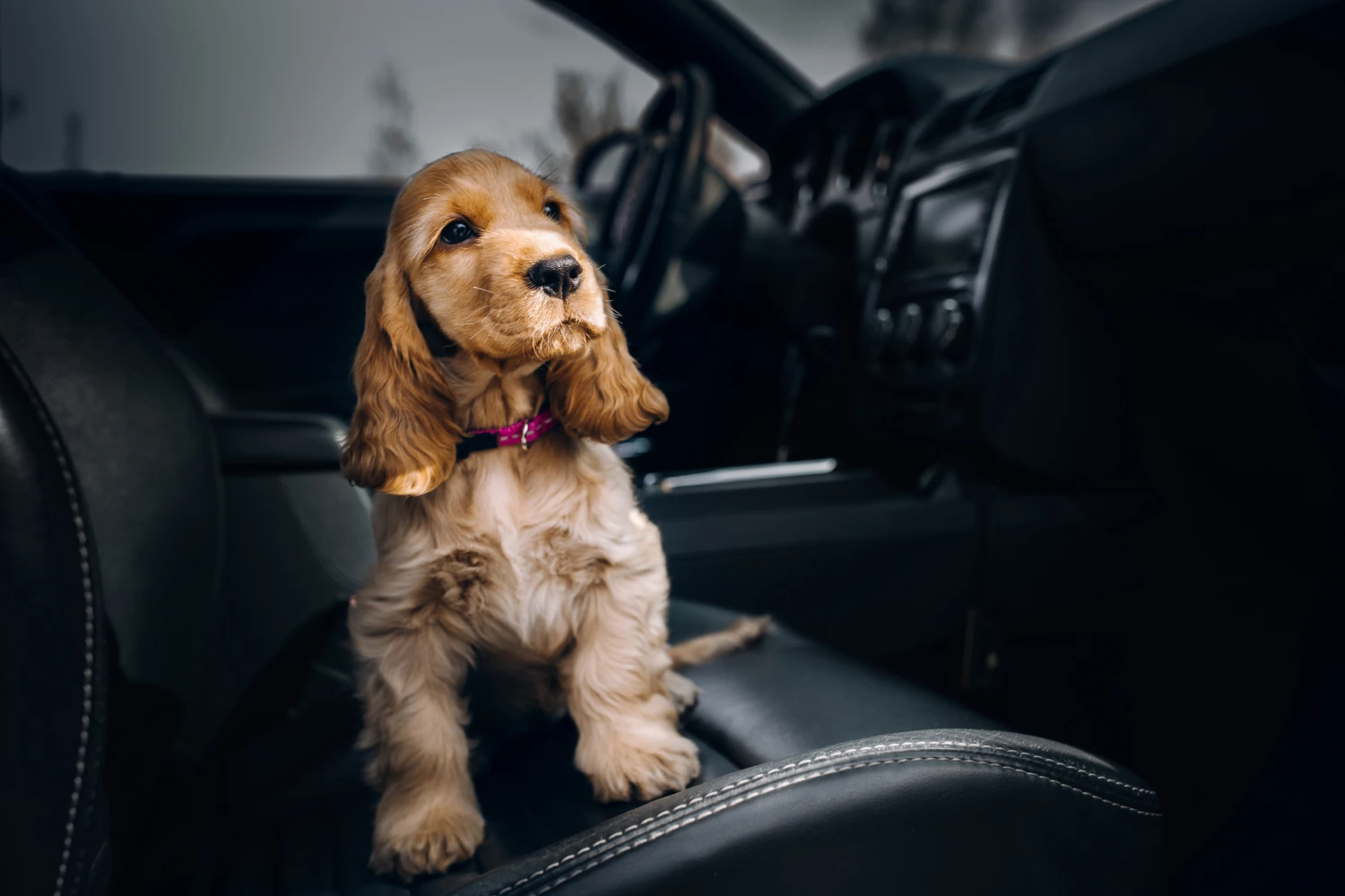 Chevrolet Tahoe Dog Carrier Car Seat for Toy Cocker Spaniel