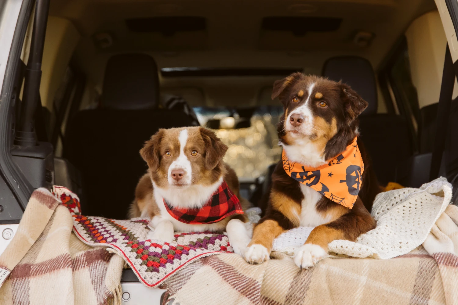 Toyota Tundra Dog Car Seat for Miniature American Shepherds