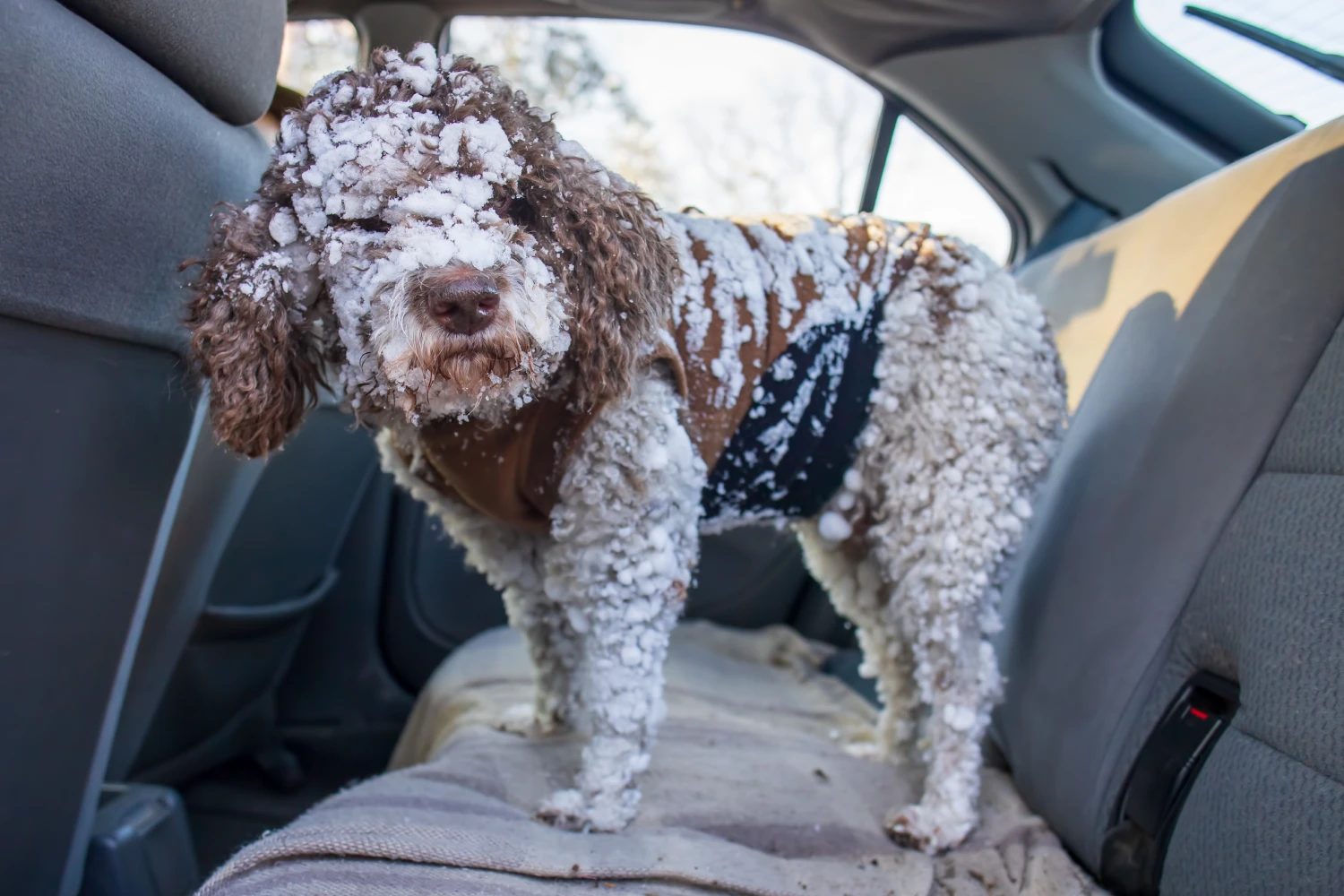 Chevrolet Camaro Dog Safety Belt for Lagotti Romagnoli