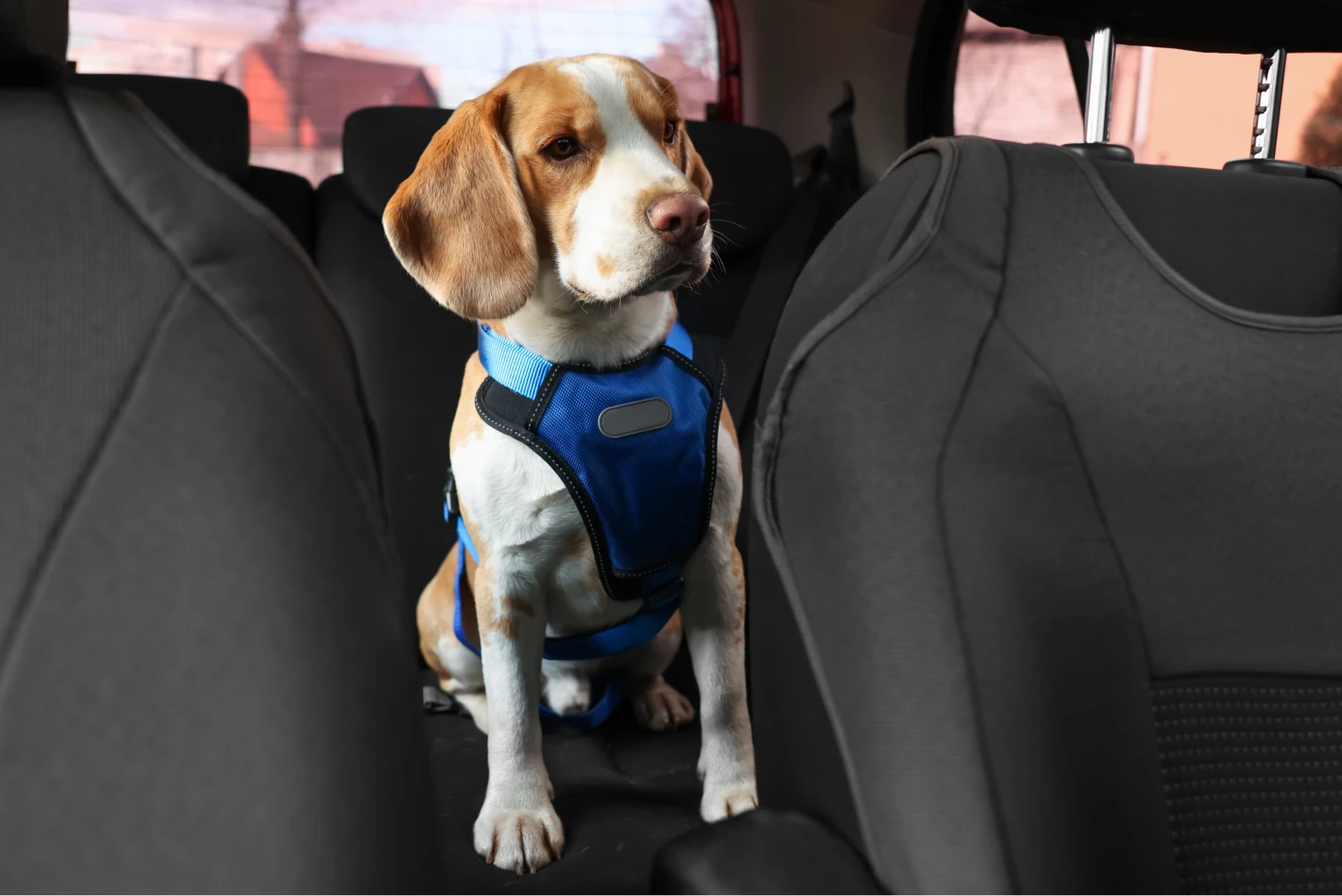 Toyota Tundra Dog Car Seat for Beagles