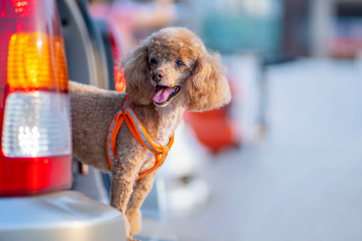 Ram Truck Dog Car Seat for Toy Poodles