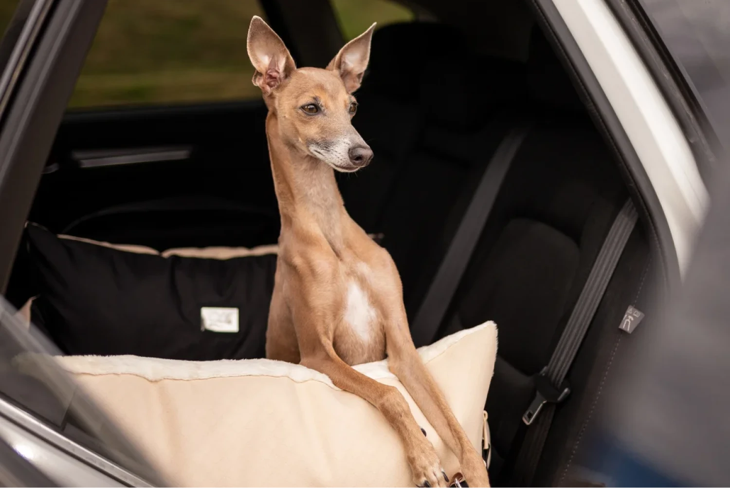 Dog Carrier Purse for Italian Greyhound