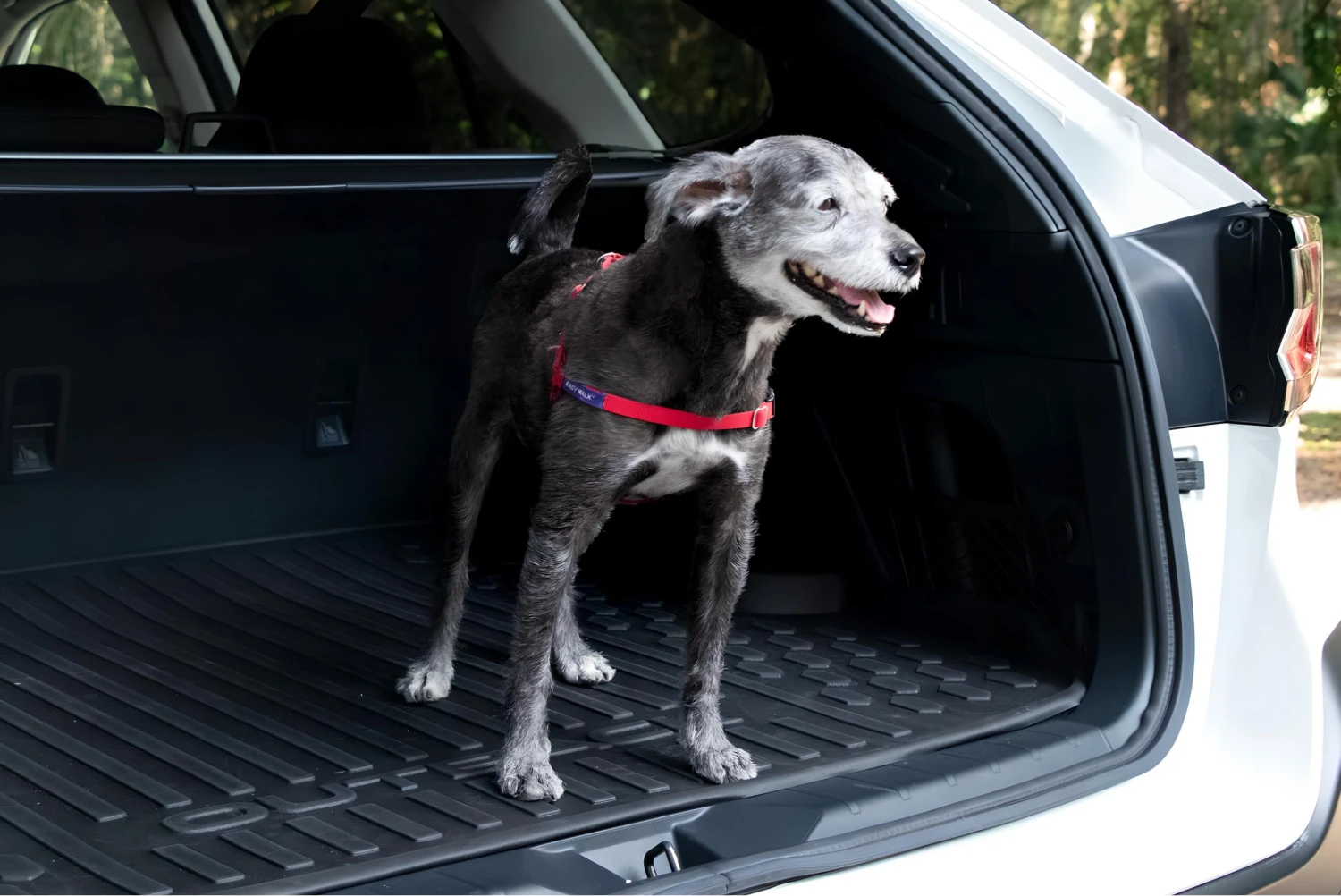 Subaru Outback organization ideas