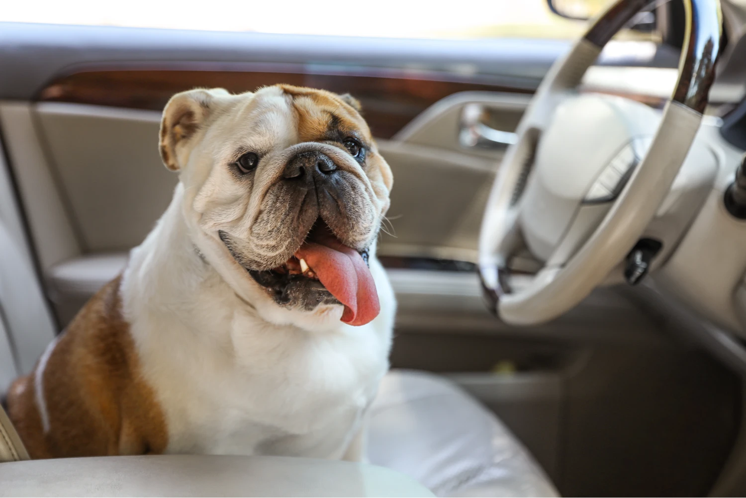 Hyundai Tucson Dog Safety Belt for Bulldogs