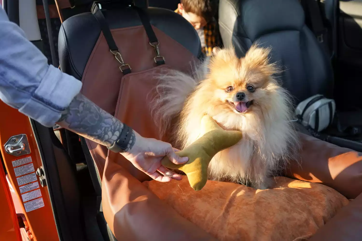 Mazda6 Dog Car Seat for Papillons